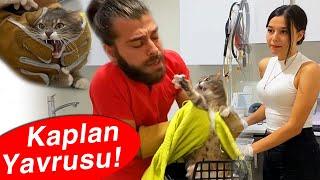 SURATIMA SALDIRDI, KAÇMAYA ÇALIŞTI! Kaput, Kedi Saldırısı Geleneğine Katıldı! #inanoğlu #konuşankedi