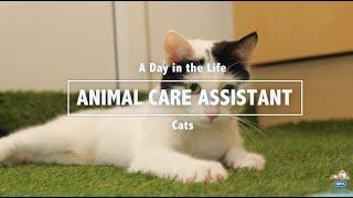 A Day in the Life of a RSPCA Animal Care Assistant: Cats