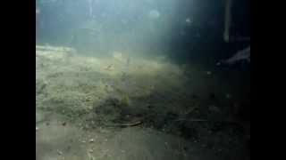 UNDERWATER VIDEO OF MACROBRACHIUM ROSENBERGII