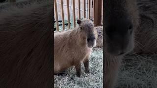 The Capybaras Are Very Territorial