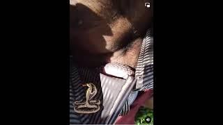 Snake  Dress ki under