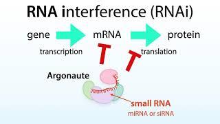 Another intro to RNA interference (RNAi), Argonaute (Ago), and microRNA (miRNA)