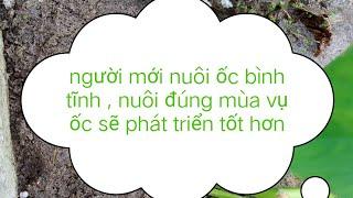 người bắt đầu nuôi ốc miền bắc cần tìm hiểu kỹ......