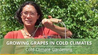 How to Grow Grapes in Cold Climates