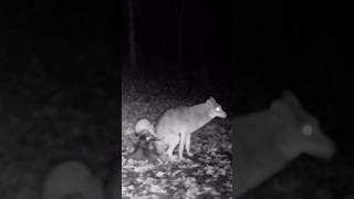 Coyote to Fox--"Hold my beer!" #comedy #shorts #nature #wildlife