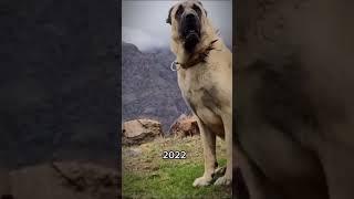 The World Most Largest Kangal  Dog Breed Transformation  #shorts #kangal #dog