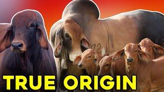 This is the TRUE ORIGIN of the Brahman Race