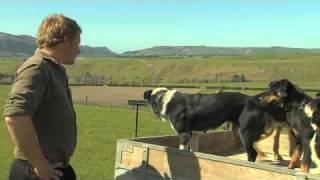 Just Shorn New Zealand Wool: Sheep dogs