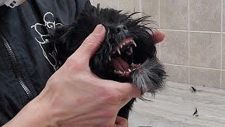 Difficult Doggie Groom; Puppy's 1st groom, nippy, vocal, difficult with face, no restraints
