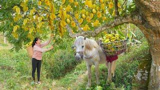 Harvest Lots Of Sweet Star Fruit and Use Horse Carry Sweet Star Goes To Countryside Market Sell