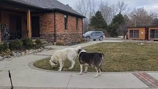 Central Asian Shepherd training information