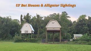 University Of Florida Bat House + Alligators - Gainesville, FL