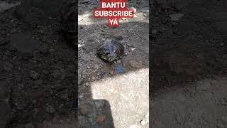 bulus terdampar di blakang rumah #mancingcantikmania #shorts #viral #funny #mancinglucu