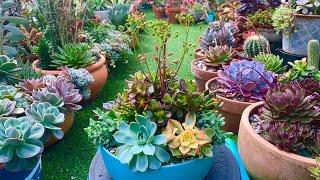 Salad Bowl Succulent Arrangement