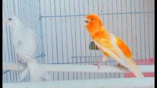 Observing the Enchanting Song of the Yellow Canary" yellow canary singing part 2