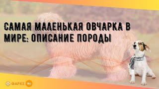 Самая маленькая овчарка в мире: описание породы