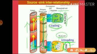 Source-Sink Inter-relationship