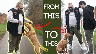 Teach Your Dog To Stop Jumping Up In 2 Simple Steps!