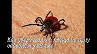 Как уберечься от клеща на приусадебном участке