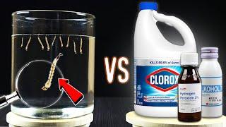 EXPERIMENT MOSQUITO LARVAE VS CHEMICAL LIQUID - How to Get Rid Mosquito Larvae