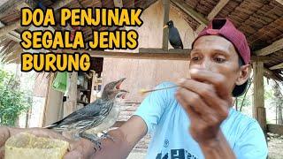 TERBUKTI..!!!Baca doa ini 3x mampu menjinak kan burung burung kesayanganmu..