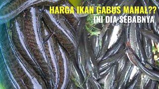 HARGA IKAN GABUS - MENENTUKAN HARGA IKAN KONSUMSI TIAP DAERAH DI INDONESIA