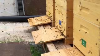 Bienen bei ihrer Arbeit bei Imker Axel Aschenbrenner