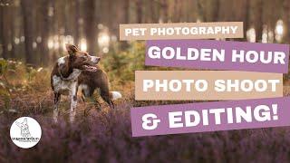 Pet Photography Behind the Scenes at Golden Hour!