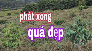 (quá Đẹp)Toàn Cảnh Khu Vườn CÀPHÊ Con Của VC Đồng Hải