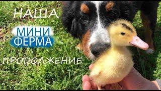 НАША МИНИ ФЕРМА | ПРОДОЛЖЕНИЕ