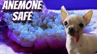 My Hairless Derpy Dog Saved My Anemone Aquarium - A1A Adventures