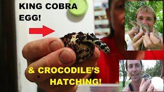 KING COBRA'S & CROCODILE Eggs Hatching! - SNAKE DUDE on YouTube - Venomous Snakes -CROC DUDE YouTube