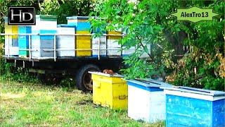 Beekeeping  migrations 2016. Ukraine