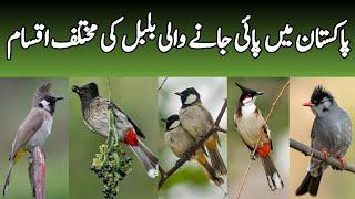 Wild Bulbuls of Pakistan | Facts and Status of Bulbul Bird In Pakistan | Wildlife of Pakistan