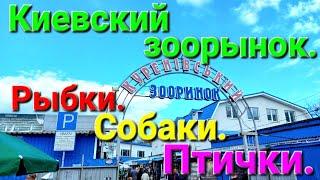 Рынок животных. Куреневка. Киев. Собачий рынок. Куренівка. Столица Украины. Птичий рынок. #зоотроп