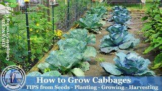 How to Grow Cabbage - Tips from Seeds, Planting, Growing, Harvesting Cabbage