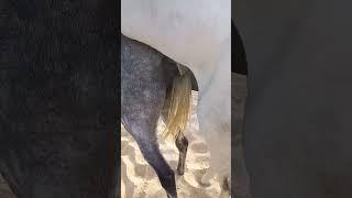 horse mating #shorts #viral