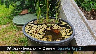 90 Liter Miniteich im Garten Tag 21 -Die Entwicklung #aquaristik