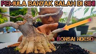 BISA BUAT BELI MOBIL PROSES BONSAI ANTING PUTRI HARUS SUBUR