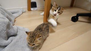 Kitten Choco from the birthing box, is given a rough baptism by older brother cat Nico.