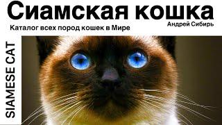 СИАМСКАЯ КОШКА. ВСЕ ПОРОДЫ КОШЕК МИРА. SIAMESE CAT.