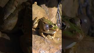 Frog Sounds 