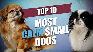 Top 10 Mild Tempered and Calm Small Dogs