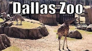 Dallas Zoo Walking Tour