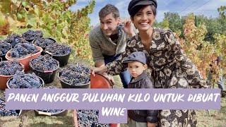 PANEN ANGGUR PULUHAN KILO UNTUK DIBUAT WINE - Vignoble Rasse & Domaine des Hautes Collines