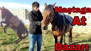 Maştaga At Bazarı. Atların Satisi #mastagamalbazari #atlar #at