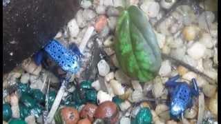 Dendrobates azureus: Poison Dart frog Presented by Deadly Tarantula Girl