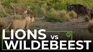 LIONS vs Wildebeest from AMBOSELI