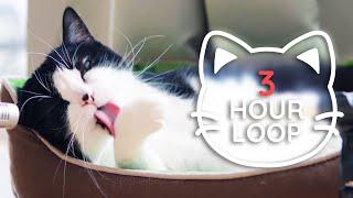  ASMR Cat Grooming  #82 (3 HOUR LOOP, bright version)