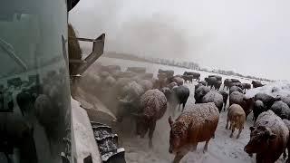 Cow BED Rodeo #chase #snow